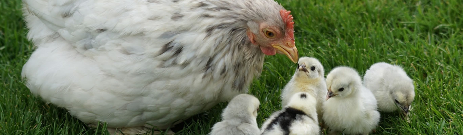 farmhouse b and b free range hens