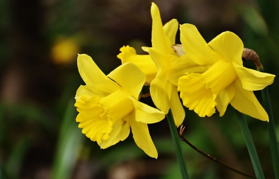 daffodils at b and b lockerbie